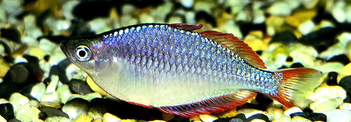 Melanotaenia praecox, sidovy