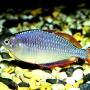 Melanotaenia praecox, sidovy