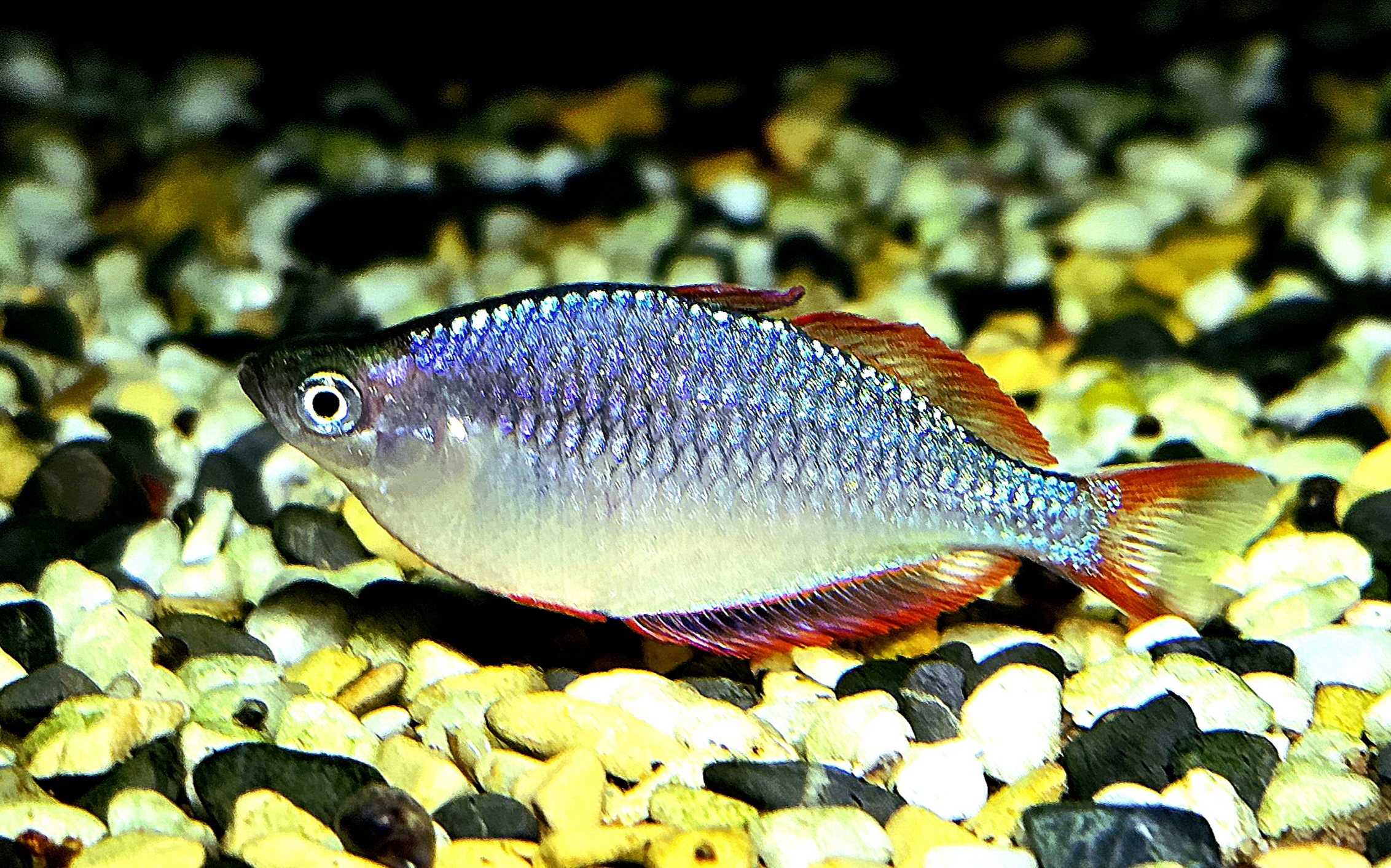 Melanotaenia praecox, sidovy