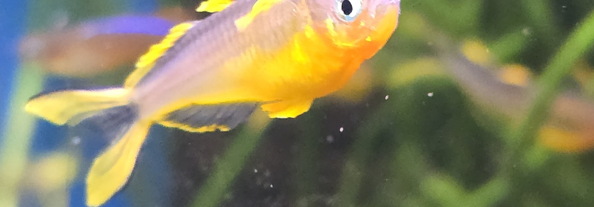 Pseudomugil furcatus i närbild