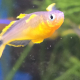 Pseudomugil furcatus i närbild