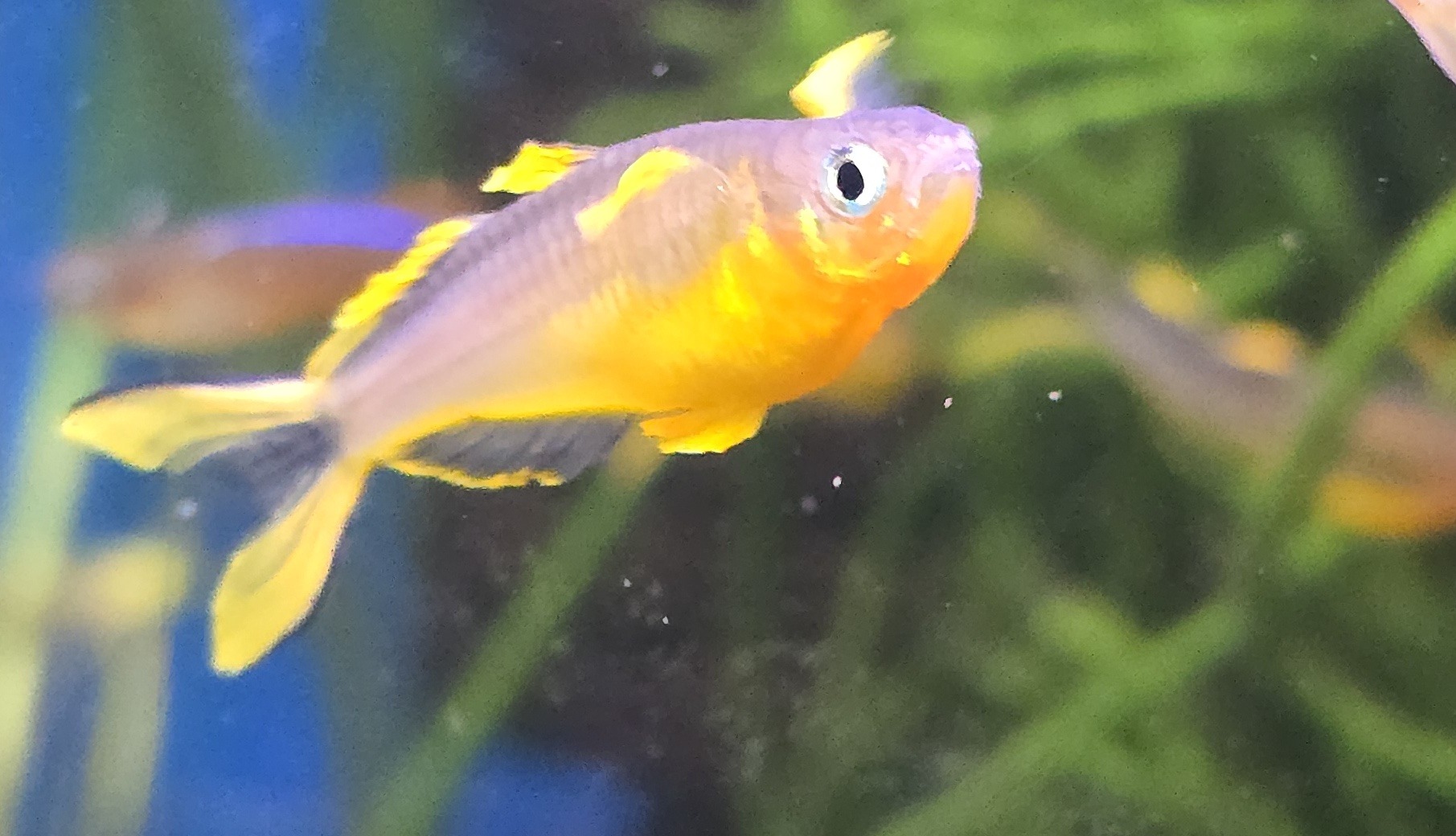 Pseudomugil furcatus i närbild