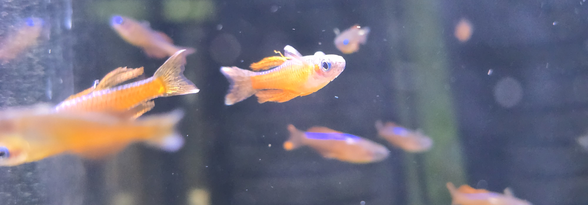 Pseudomugil luminatus, hane i närbild