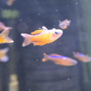 Pseudomugil luminatus, hane i närbild