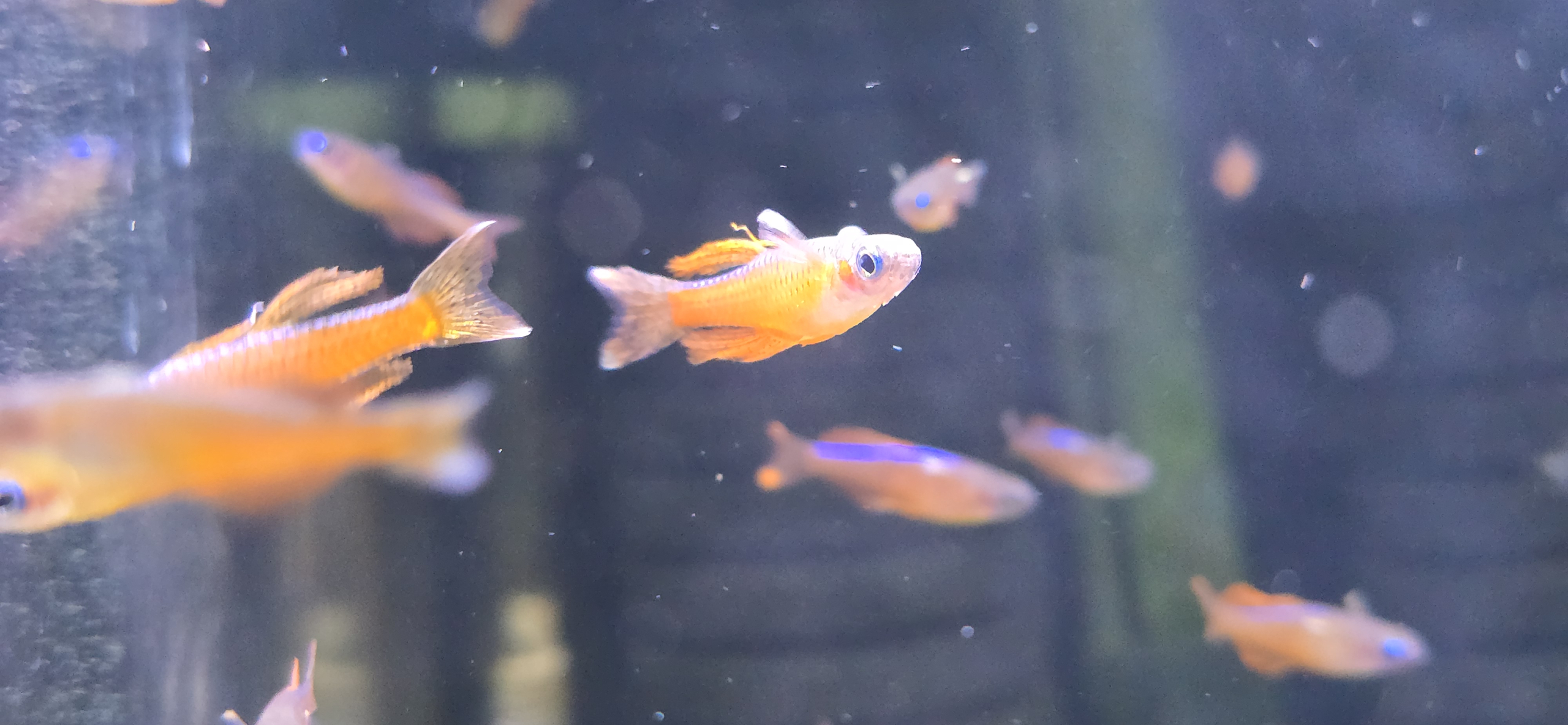 Pseudomugil luminatus, hane i närbild