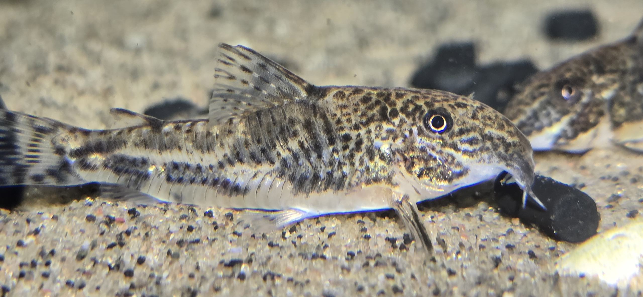 Scleromystax Barbatus