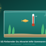 Akvarium i sommarvärme med fläkt och termometer