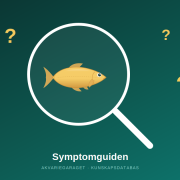 Fisk under förstoringsglas med frågetecken