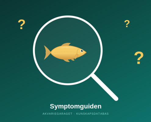 Fisk under förstoringsglas med frågetecken